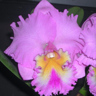 Rlc. Mem. Julia Spencer 'Joy' x Rlc. Mishima Vintage 'Your Best'