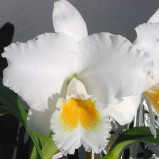 C. Ruth Gee 'Magi' x Rlc. Mishima Emperor 'Mishima Delight'