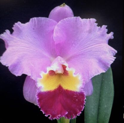 C. Jump for Joy 'Whopper' x Rlc. Sakurayama 'Gold Prize' - Image 2