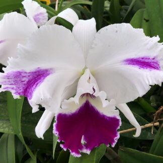 Blc. Momilani Rainbow 'Gypsy' x Lc. Orglade's Discovery 'Shimizu'.