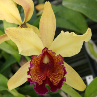 C. dowiana 'Rhapsody' x C. dowiana 'Concerto'