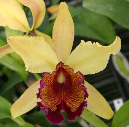 C. dowiana 'Rhapsody' x C. dowiana 'El dorado' - Image 2