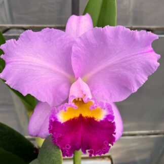 Lc. Melody Fair 'Summer King' x Rlc. Burdekin Dream 'Southern Cross'