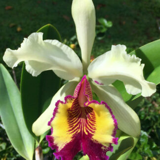 C. dowiana 'Largo' x C. dowiana 'Minerva'