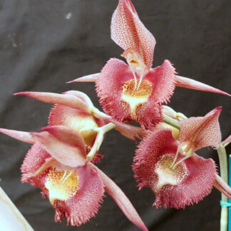 Ctsm. Dopper Dots x Ctsm. Nicholas Tuevera.