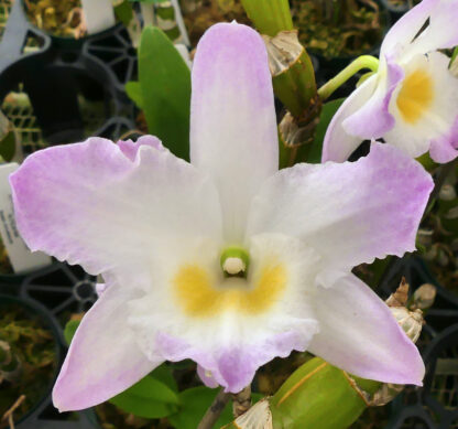 Den. Oborozuki
