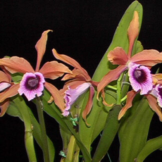 C. (L.) tenebrosa 'Bronze Beauty' x C. (L.) tenebrosa 'Dark Giant'