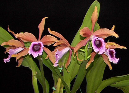 C. (L.) tenebrosa 'Bronze Beauty' x C. (L.) tenebrosa 'Dark Giant'
