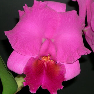 C. Charlie Nagata 'Melody' x C. Robon 'Ace'