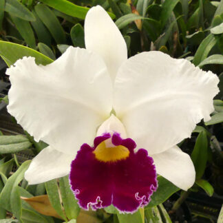 C. Jump for Joy 'Rounder' x C. Melody Fair 'Carol'