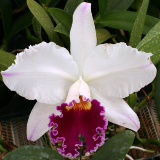 C. Shellie Compton 'Touch of Class' x C. Orglade's Grand 'Blumen Insel'