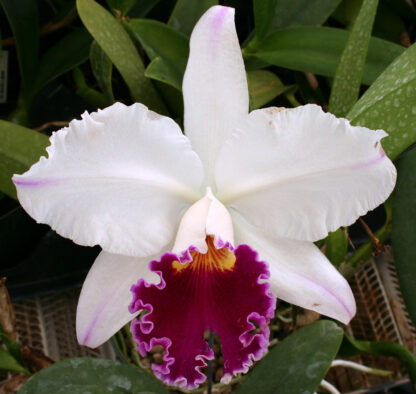 C. Shellie Compton 'Touch of Class' x C. Orglade's Grand 'Blumen Insel'