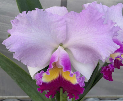Rlc. Peggy O'Neil 'Stewart' x Rlc. Mishima Monarch 'Blumen Insel' - Image 2