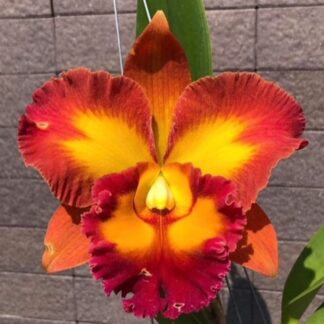 Rlc. Nakornchaisri Sunset '#191'