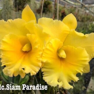 Rlc. Siam Paradise 'Full Moon'