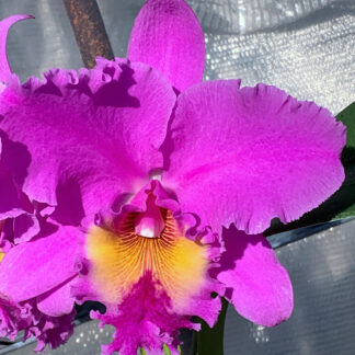 Rlc. Peggy O'Neil 'Stewart' x Rlc. Mishima Monarch 'Blumen Insel'