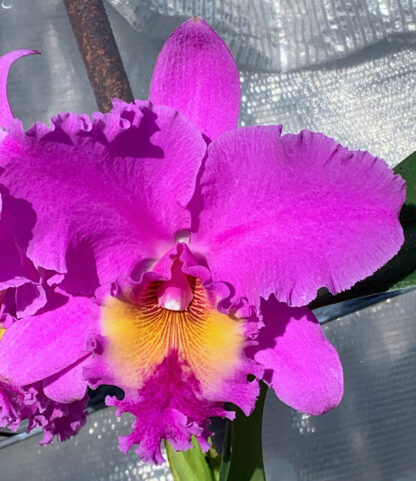Rlc. Peggy O'Neil 'Stewart' x Rlc. Mishima Monarch 'Blumen Insel'