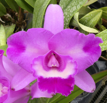 Bc. Island Charm 'Elizabeth' HCC/AOS.