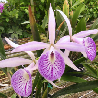 Blc. Yu Toung Star 'Big Tongue'.