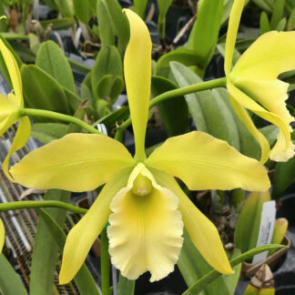 Blc. Everything Nice 'Showtime' HCC/AOS.