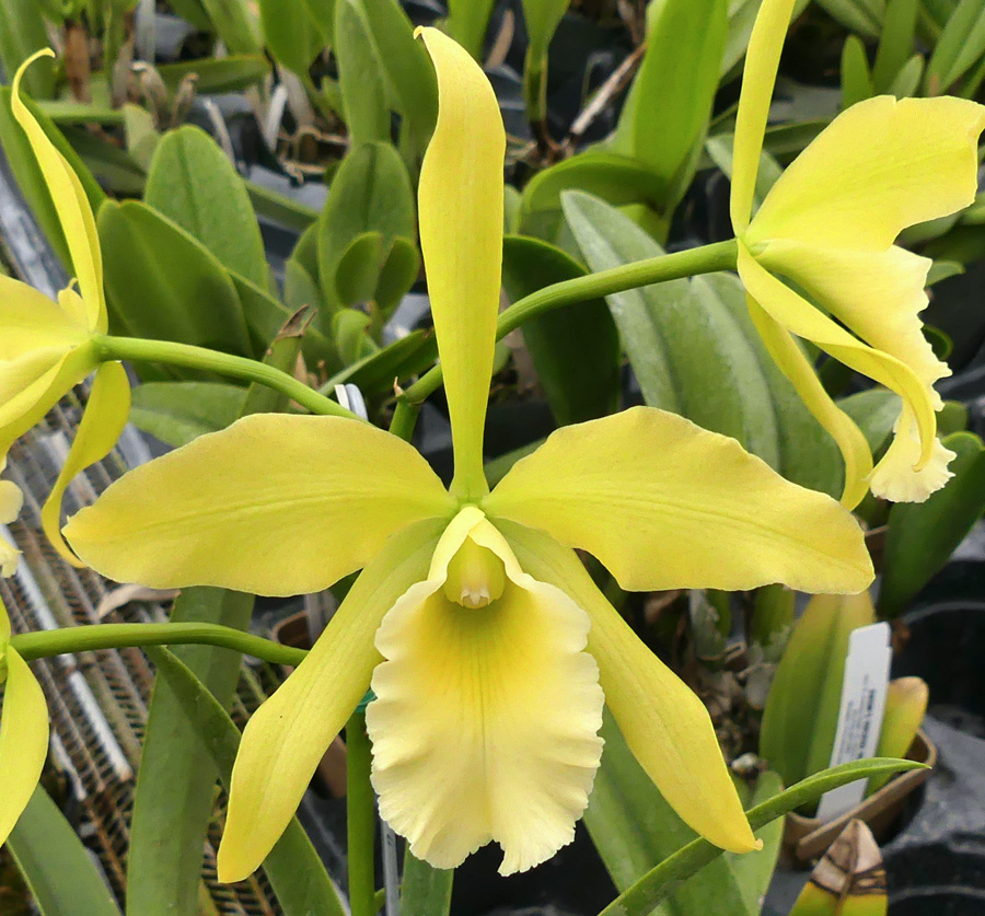 Blc. Everything Nice 'Showtime' HCC/AOS.