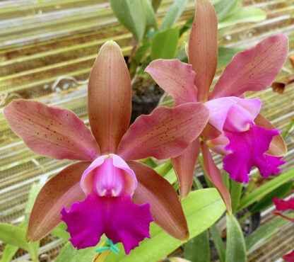 C. Princesse Clementine 'SVO' x Blc. Mark Jones