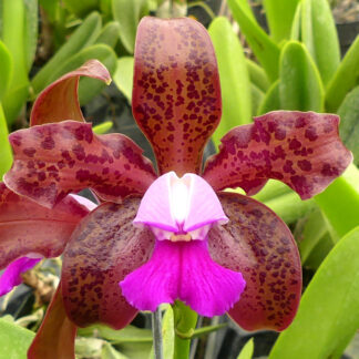 Cattleya leopoldii ('SanBar Giant' x 'M16').