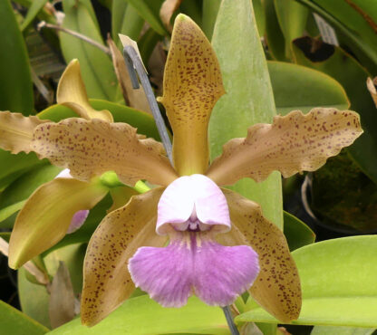 C. schilleriana v. coerulea - Image 4