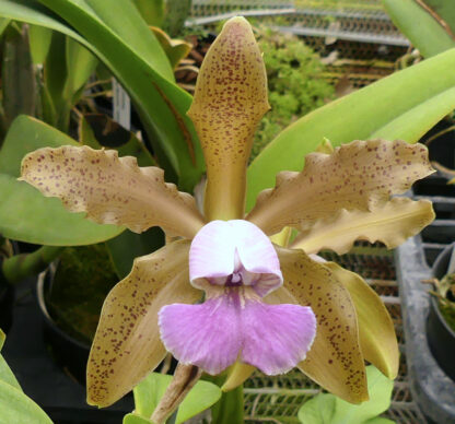 C. schilleriana v. coerulea - Image 3