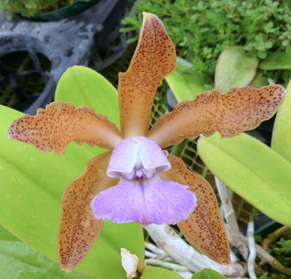 C. schilleriana v. coerulea
