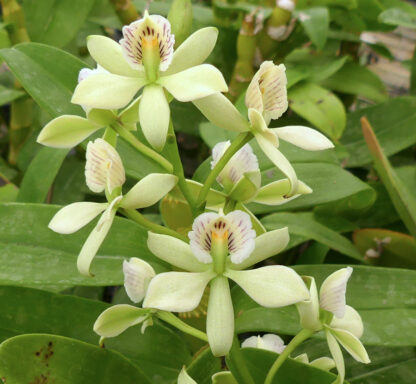 Psh. (E.) fragrans