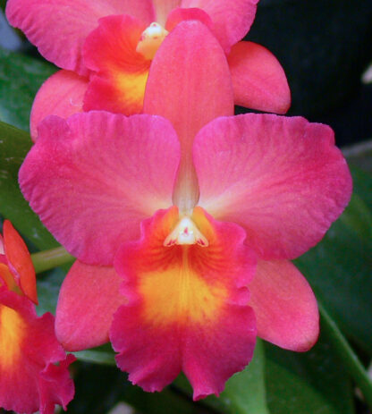 Hsgwa. Fantasia 'Abby'