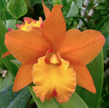 Pot. Hint of Autumn 'Odom's Orchids'.