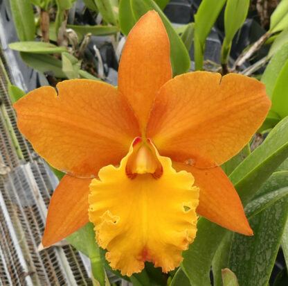 Pot. Hint of Autumn 'Odom's Orchids'. - Image 2