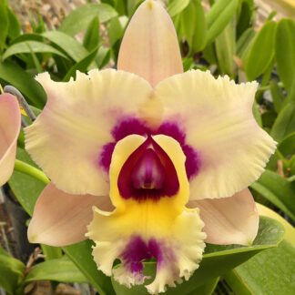 Rlc. (Hsinying Fantasy x loddigesii) 'CA41'