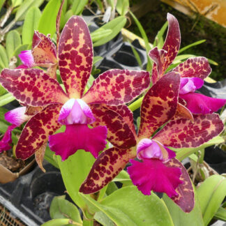 Rlc. Yuan Dung Python 'Passion Fruit'