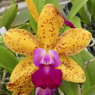 Slc. Jungle Gem 'Yellow Jacket' x Blc. Sun Spots 'Sandy'