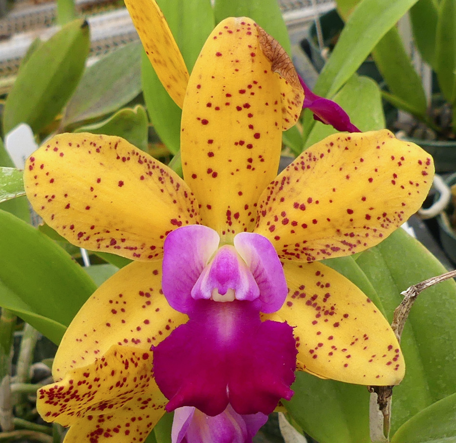 Slc. Jungle Gem 'Yellow Jacket' x Blc. Sun Spots 'Sandy'
