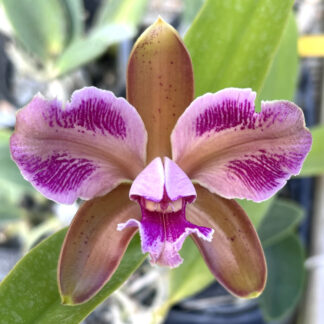 C. schofieldiana x C. leopoldii