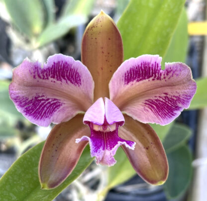 C. schofieldiana x C. leopoldii