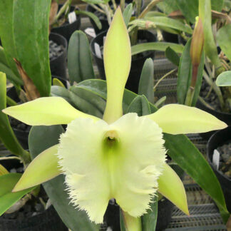 B. (Rl.) Aristocrat 'Odom's Orchids II'