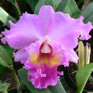 Bc. Mount Anderson 'Titanic' AM/AOS