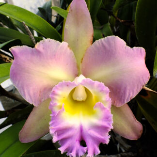 Bc. Olympic Meadows 'Lori' HCC/AOS