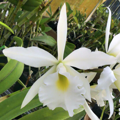 Blc. Ponderosa 'Cariad's Cumulus' AM/AOS