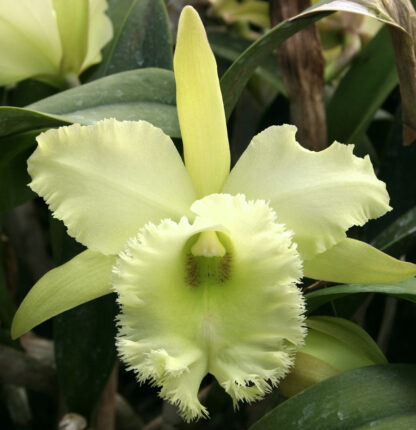 Blc. Verdant Venture 'Odoms 1'