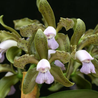 C. Varut Startrack x C. tigrina v. coerulea