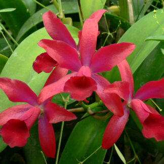 C. Chongkolnee 'Kalya' HCC/AOS