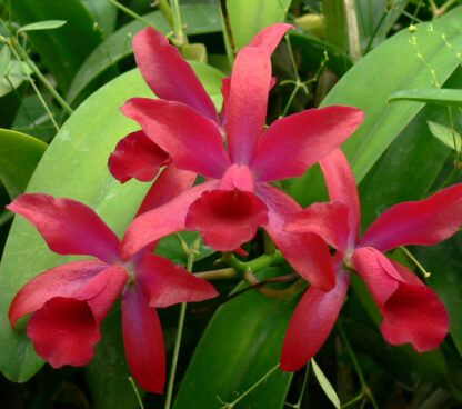 C. Chongkolnee 'Kalya' HCC/AOS
