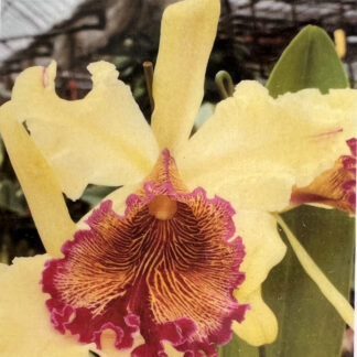 C. dowiana 'Concerto' x C. dowiana 'Minerva'