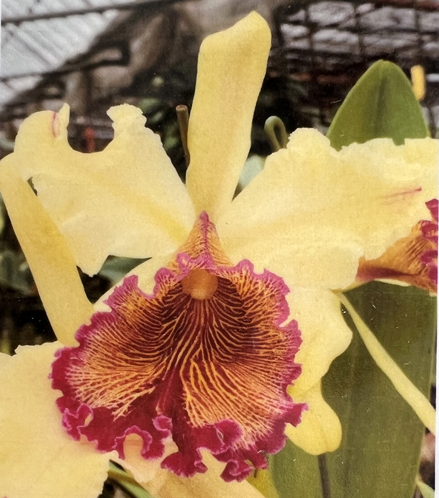 C. dowiana 'Rhapsody' x C. dowiana 'Concerto' - Image 2